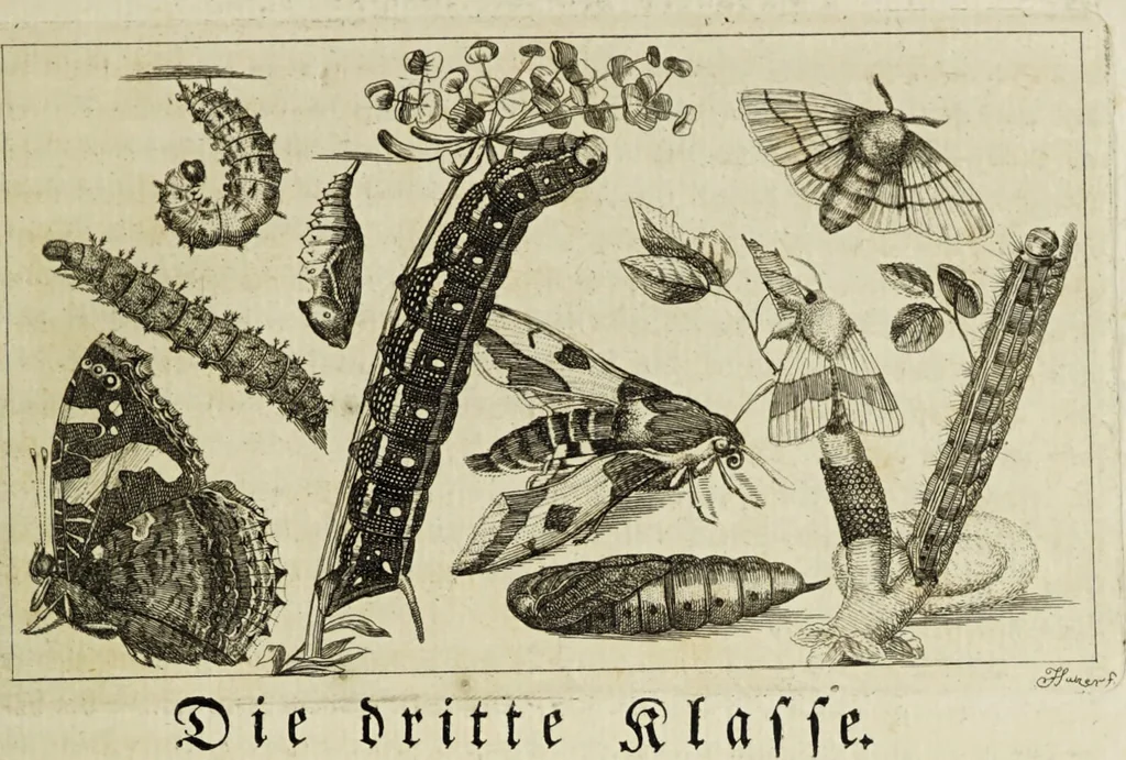 An illustration from Dr. Sulzers Abgekürtze Geschichte der Insecten. Nach dem Linaeischen System / [Johann Heinrich Sulzer]., 1776, leaf 147