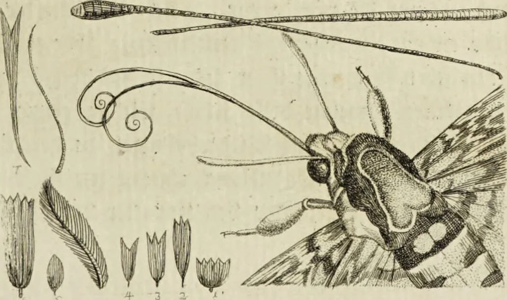 An illustration from Dr. Sulzers Abgekürtze Geschichte der Insecten. Nach dem Linaeischen System / [Johann Heinrich Sulzer]., 1776, leaf 195
