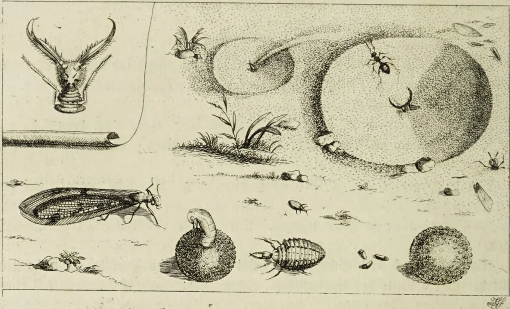 An illustration from Dr. Sulzers Abgekürtze Geschichte der Insecten. Nach dem Linaeischen System / [Johann Heinrich Sulzer]., 1776, leaf 196