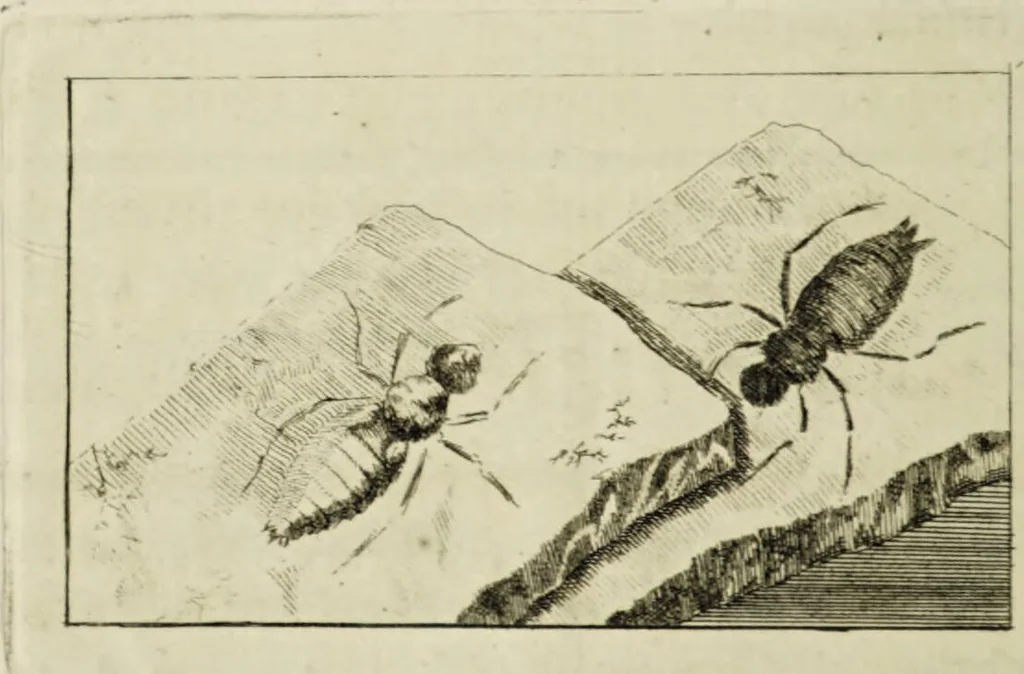 An illustration from Dr. Sulzers Abgekürtze Geschichte der Insecten. Nach dem Linaeischen System / [Johann Heinrich Sulzer]., 1776, leaf 210