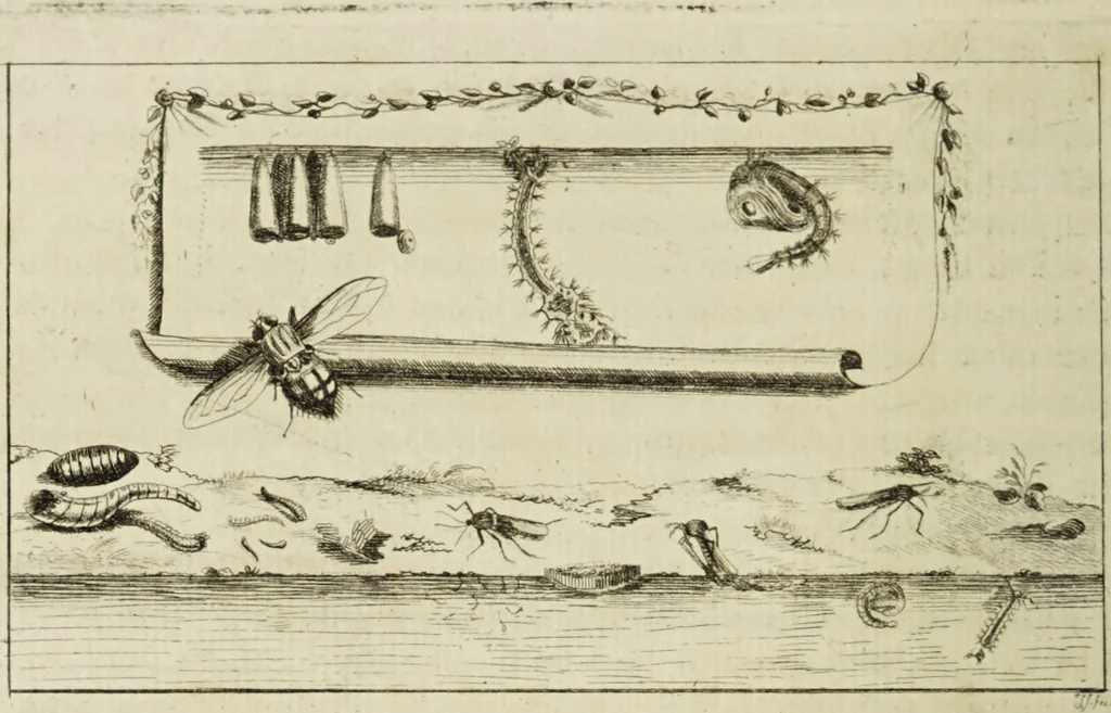 An illustration from Dr. Sulzers Abgekürtze Geschichte der Insecten. Nach dem Linaeischen System / [Johann Heinrich Sulzer]., 1776, leaf 236