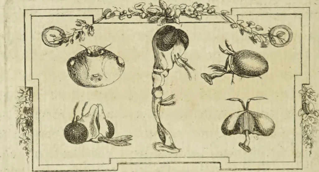 An illustration from Dr. Sulzers Abgekürtze Geschichte der Insecten. Nach dem Linaeischen System / [Johann Heinrich Sulzer]., 1776, leaf 260