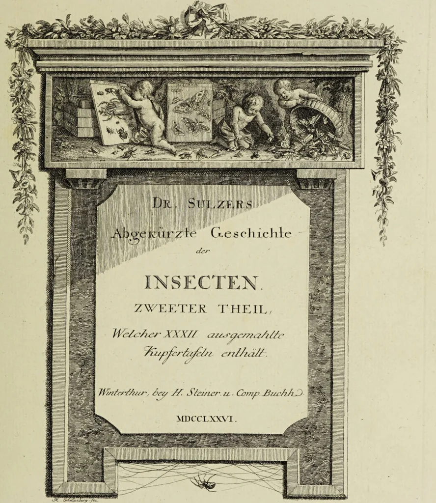 An illustration from Dr. Sulzers Abgekürtze Geschichte der Insecten. Nach dem Linaeischen System / [Johann Heinrich Sulzer]., 1776, leaf 309