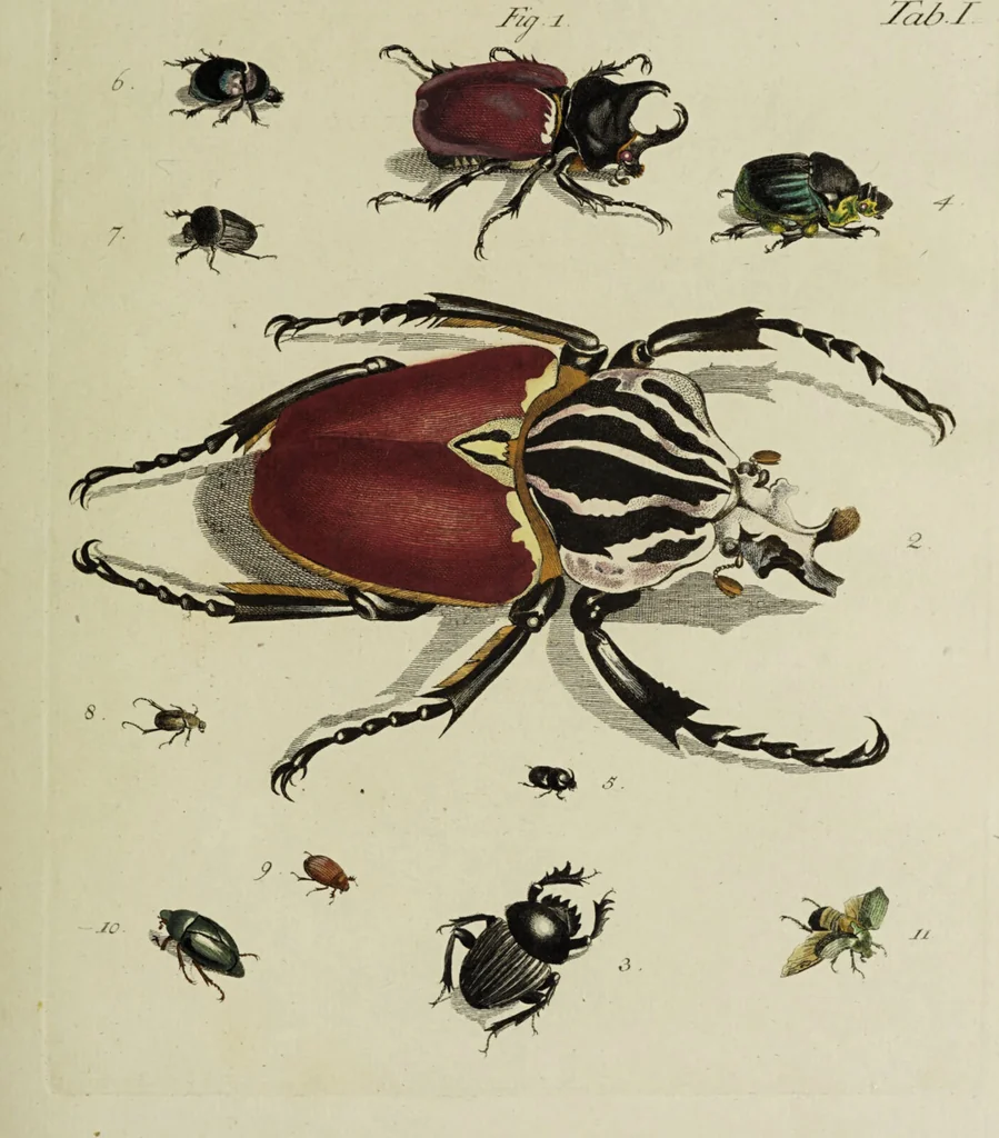 An illustration from Dr. Sulzers Abgekürtze Geschichte der Insecten. Nach dem Linaeischen System / [Johann Heinrich Sulzer]., 1776, leaf 313