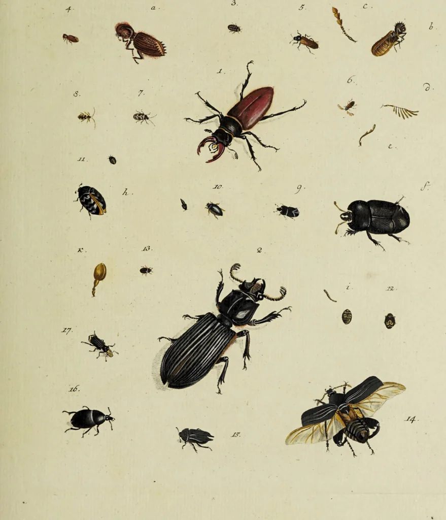 An illustration from Dr. Sulzers Abgekürtze Geschichte der Insecten. Nach dem Linaeischen System / [Johann Heinrich Sulzer]., 1776, leaf 317
