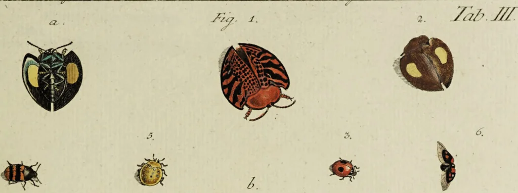 An illustration from Dr. Sulzers Abgekürtze Geschichte der Insecten. Nach dem Linaeischen System / [Johann Heinrich Sulzer]., 1776, leaf 321