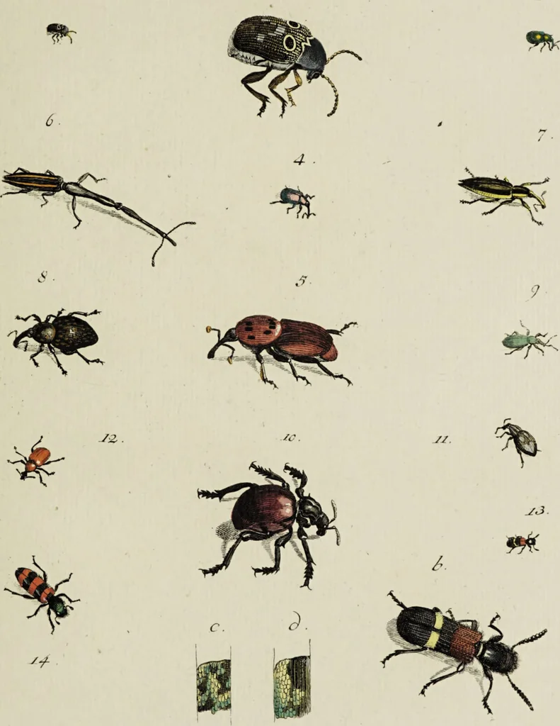 An illustration from Dr. Sulzers Abgekürtze Geschichte der Insecten. Nach dem Linaeischen System / [Johann Heinrich Sulzer]., 1776, leaf 325
