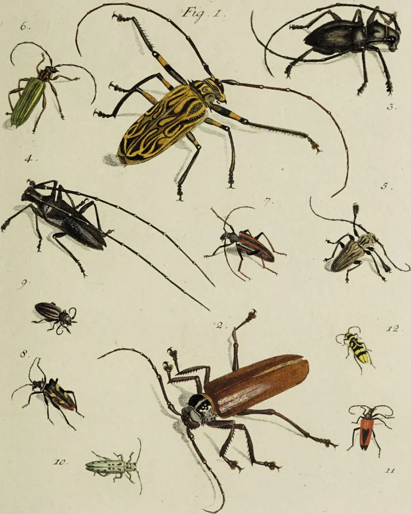 An illustration from Dr. Sulzers Abgekürtze Geschichte der Insecten. Nach dem Linaeischen System / [Johann Heinrich Sulzer]., 1776, leaf 329