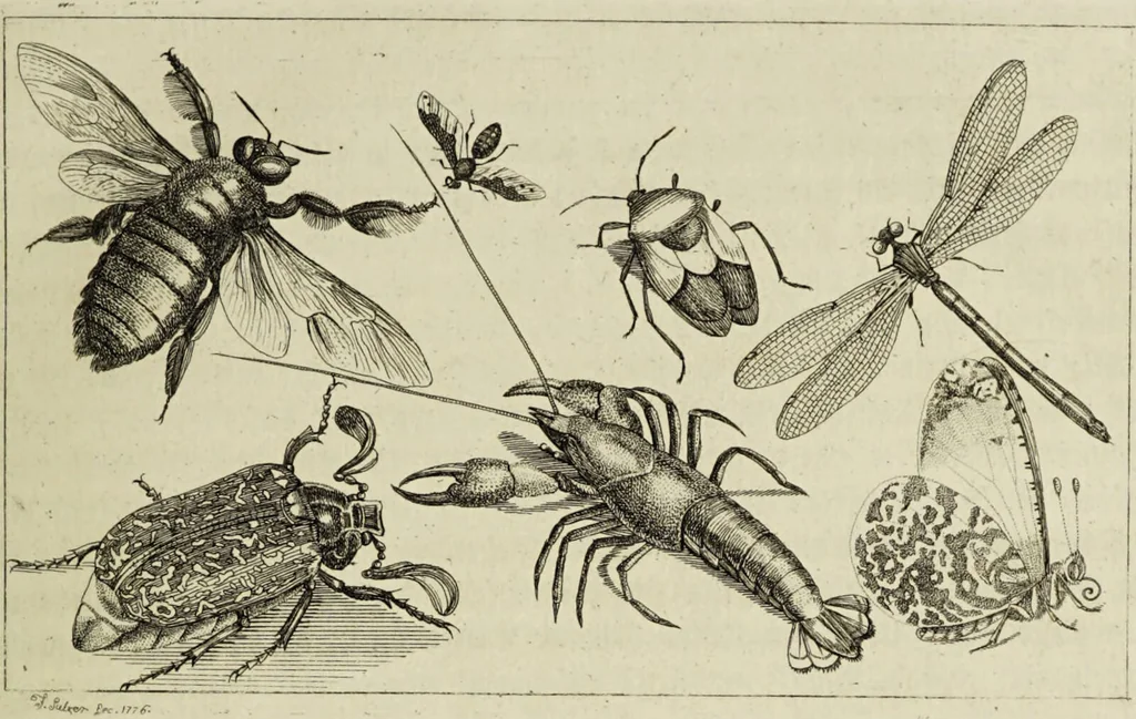 An illustration from Dr. Sulzers Abgekürtze Geschichte der Insecten. Nach dem Linaeischen System / [Johann Heinrich Sulzer]., 1776, leaf 33