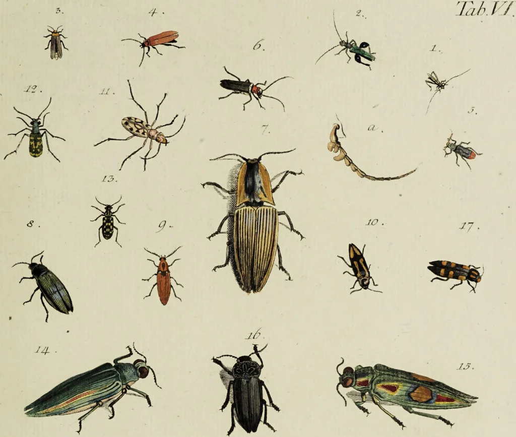 An illustration from Dr. Sulzers Abgekürtze Geschichte der Insecten. Nach dem Linaeischen System / [Johann Heinrich Sulzer]., 1776, leaf 333