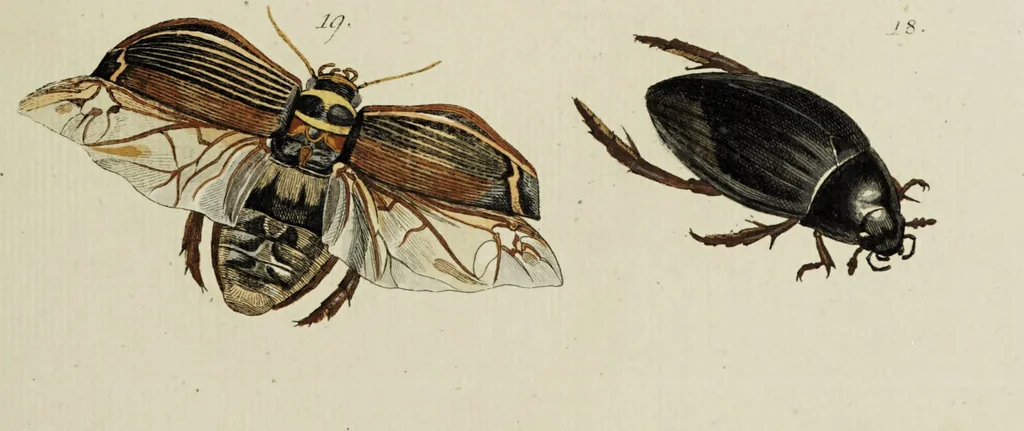 An illustration from Dr. Sulzers Abgekürtze Geschichte der Insecten. Nach dem Linaeischen System / [Johann Heinrich Sulzer]., 1776, leaf 333