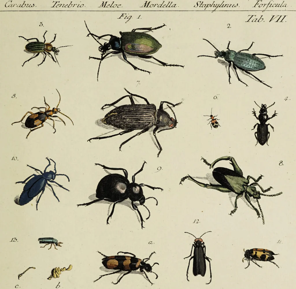 An illustration from Dr. Sulzers Abgekürtze Geschichte der Insecten. Nach dem Linaeischen System / [Johann Heinrich Sulzer]., 1776, leaf 337