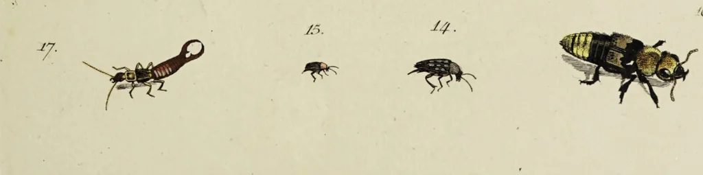 An illustration from Dr. Sulzers Abgekürtze Geschichte der Insecten. Nach dem Linaeischen System / [Johann Heinrich Sulzer]., 1776, leaf 337