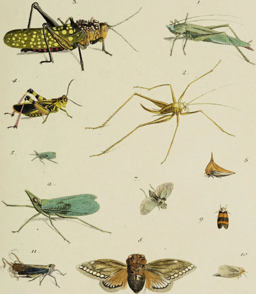 An illustration from Dr. Sulzers Abgekürtze Geschichte der Insecten. Nach dem Linaeischen System / [Johann Heinrich Sulzer]., 1776, leaf 345