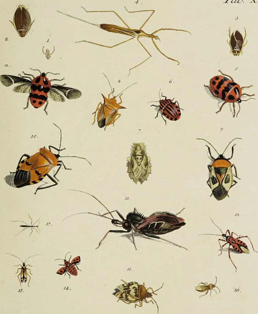 An illustration from Dr. Sulzers Abgekürtze Geschichte der Insecten. Nach dem Linaeischen System / [Johann Heinrich Sulzer]., 1776, leaf 349