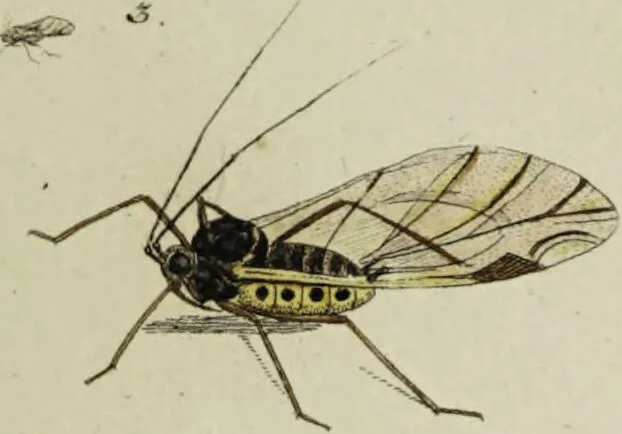 An illustration from Dr. Sulzers Abgekürtze Geschichte der Insecten. Nach dem Linaeischen System / [Johann Heinrich Sulzer]., 1776, leaf 353