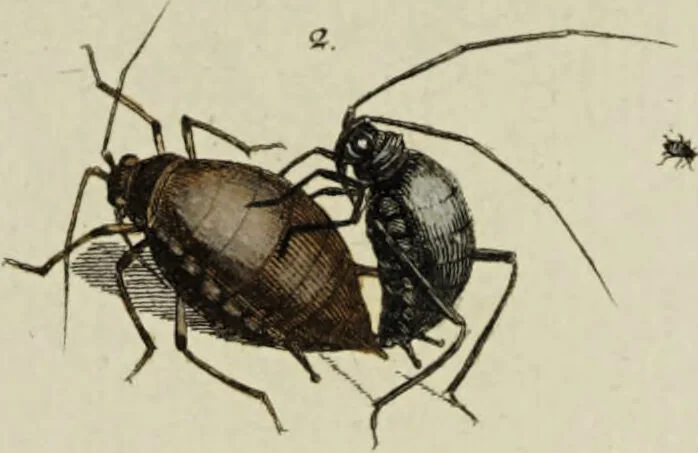 An illustration from Dr. Sulzers Abgekürtze Geschichte der Insecten. Nach dem Linaeischen System / [Johann Heinrich Sulzer]., 1776, leaf 353