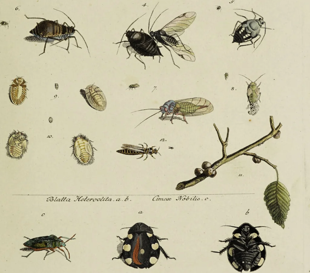 An illustration from Dr. Sulzers Abgekürtze Geschichte der Insecten. Nach dem Linaeischen System / [Johann Heinrich Sulzer]., 1776, leaf 353