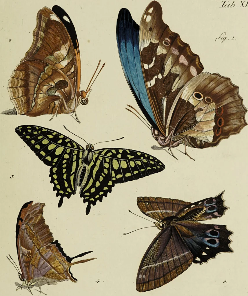 An illustration from Dr. Sulzers Abgekürtze Geschichte der Insecten. Nach dem Linaeischen System / [Johann Heinrich Sulzer]., 1776, leaf 361