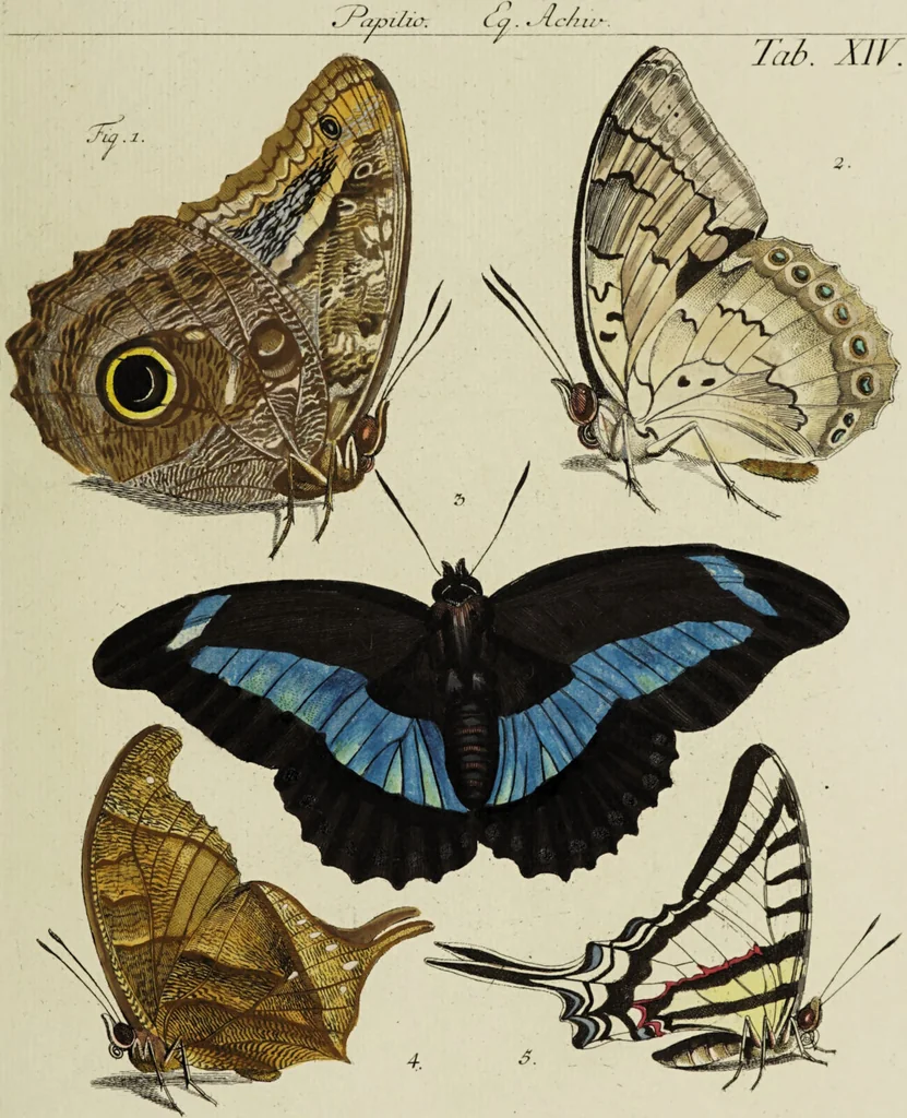 An illustration from Dr. Sulzers Abgekürtze Geschichte der Insecten. Nach dem Linaeischen System / [Johann Heinrich Sulzer]., 1776, leaf 365