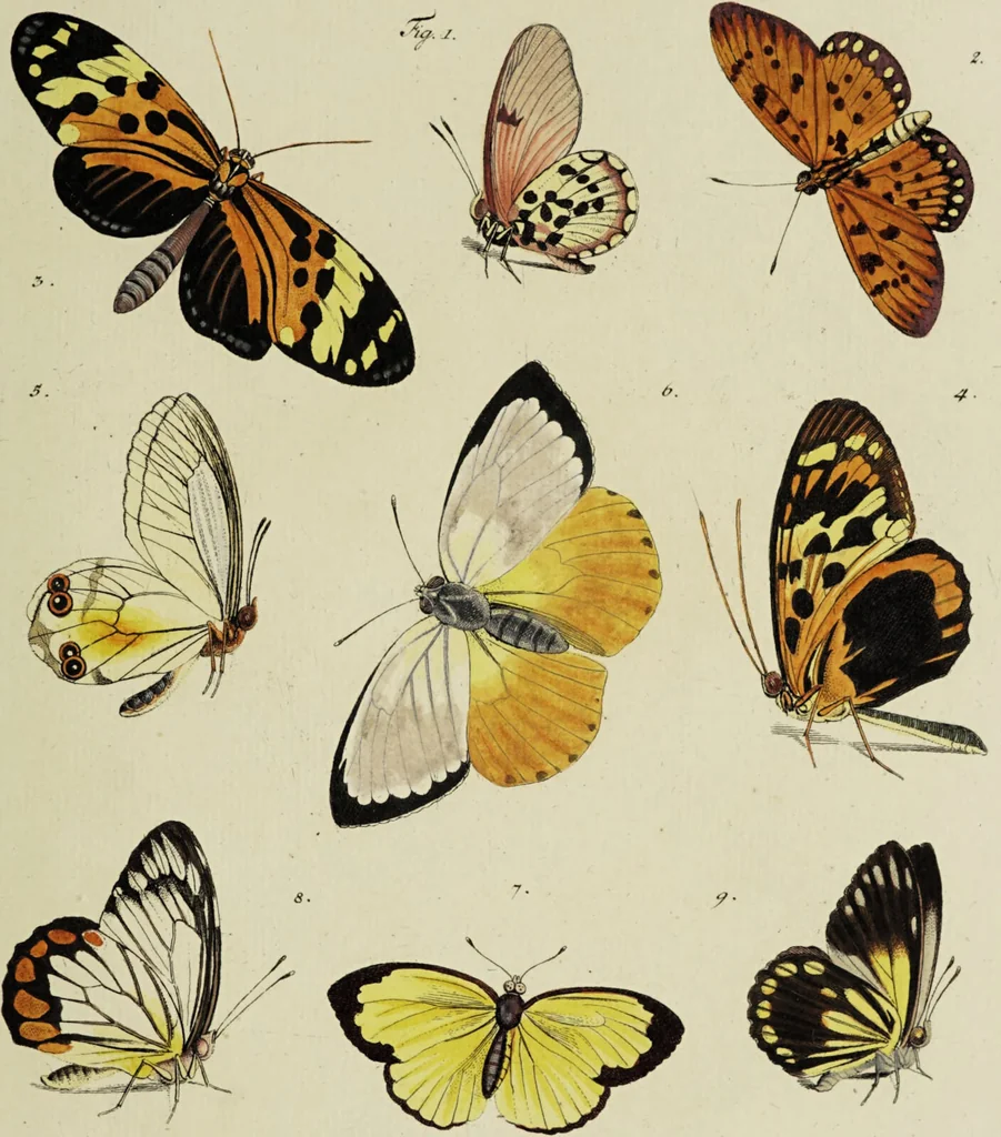 An illustration from Dr. Sulzers Abgekürtze Geschichte der Insecten. Nach dem Linaeischen System / [Johann Heinrich Sulzer]., 1776, leaf 369