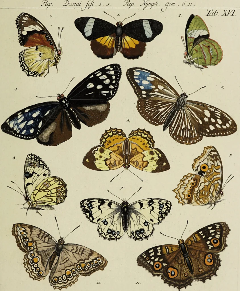 An illustration from Dr. Sulzers Abgekürtze Geschichte der Insecten. Nach dem Linaeischen System / [Johann Heinrich Sulzer]., 1776, leaf 373
