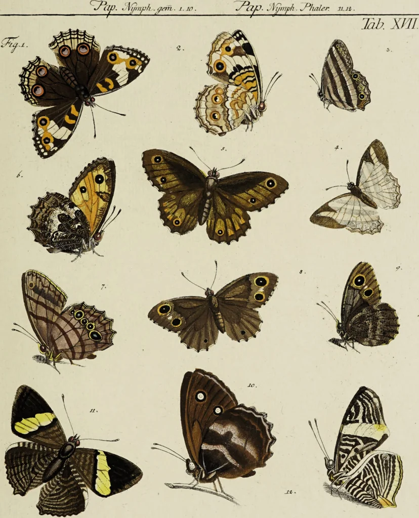 An illustration from Dr. Sulzers Abgekürtze Geschichte der Insecten. Nach dem Linaeischen System / [Johann Heinrich Sulzer]., 1776, leaf 377