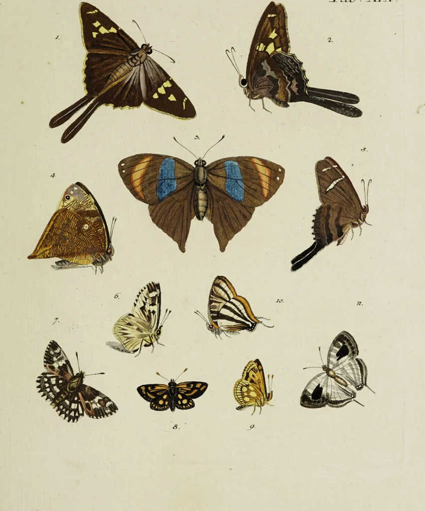 An illustration from Dr. Sulzers Abgekürtze Geschichte der Insecten. Nach dem Linaeischen System / [Johann Heinrich Sulzer]., 1776, leaf 385