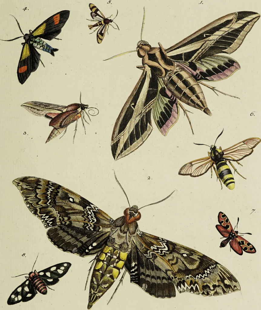 An illustration from Dr. Sulzers Abgekürtze Geschichte der Insecten. Nach dem Linaeischen System / [Johann Heinrich Sulzer]., 1776, leaf 389