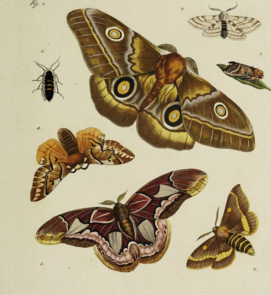 An illustration from Dr. Sulzers Abgekürtze Geschichte der Insecten. Nach dem Linaeischen System / [Johann Heinrich Sulzer]., 1776, leaf 393