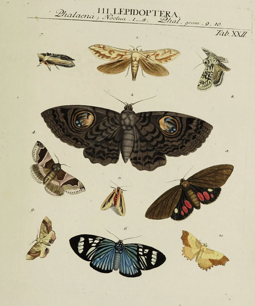 An illustration from Dr. Sulzers Abgekürtze Geschichte der Insecten. Nach dem Linaeischen System / [Johann Heinrich Sulzer]., 1776, leaf 397