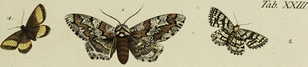 An illustration from Dr. Sulzers Abgekürtze Geschichte der Insecten. Nach dem Linaeischen System / [Johann Heinrich Sulzer]., 1776, leaf 401