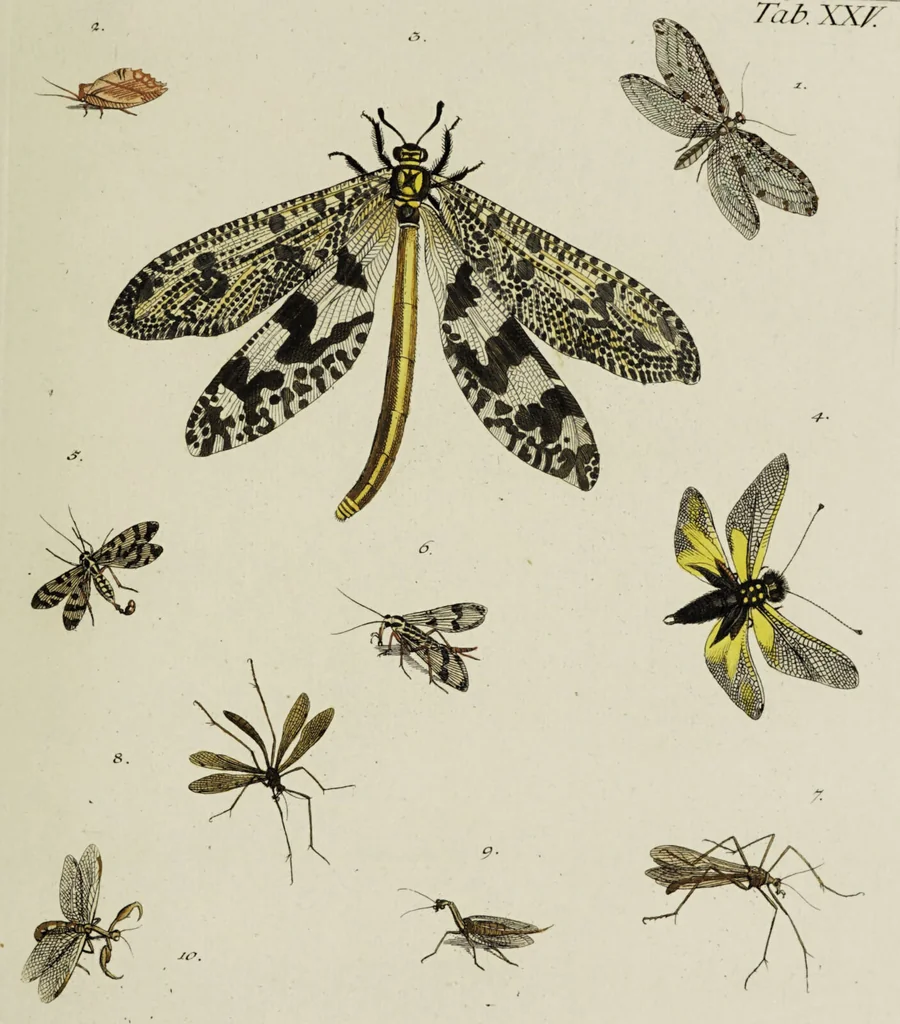 An illustration from Dr. Sulzers Abgekürtze Geschichte der Insecten. Nach dem Linaeischen System / [Johann Heinrich Sulzer]., 1776, leaf 409