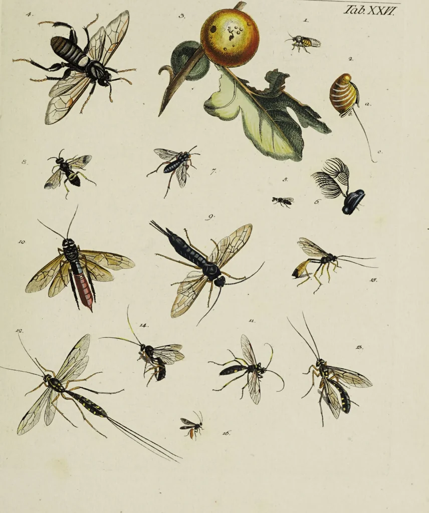 An illustration from Dr. Sulzers Abgekürtze Geschichte der Insecten. Nach dem Linaeischen System / [Johann Heinrich Sulzer]., 1776, leaf 413