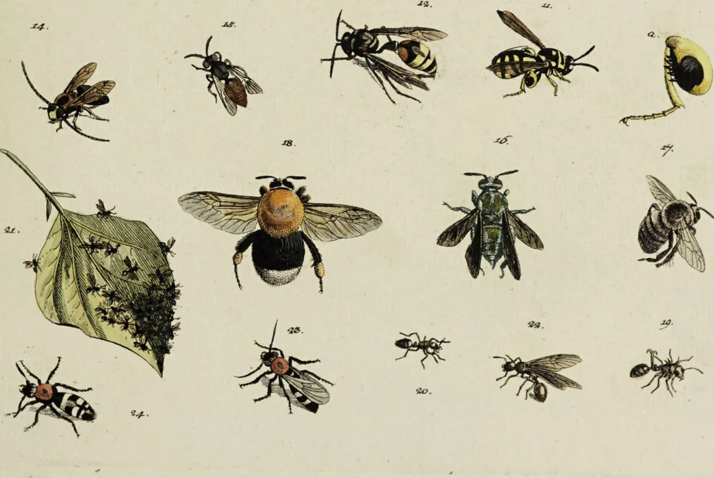 An illustration from Dr. Sulzers Abgekürtze Geschichte der Insecten. Nach dem Linaeischen System / [Johann Heinrich Sulzer]., 1776, leaf 417