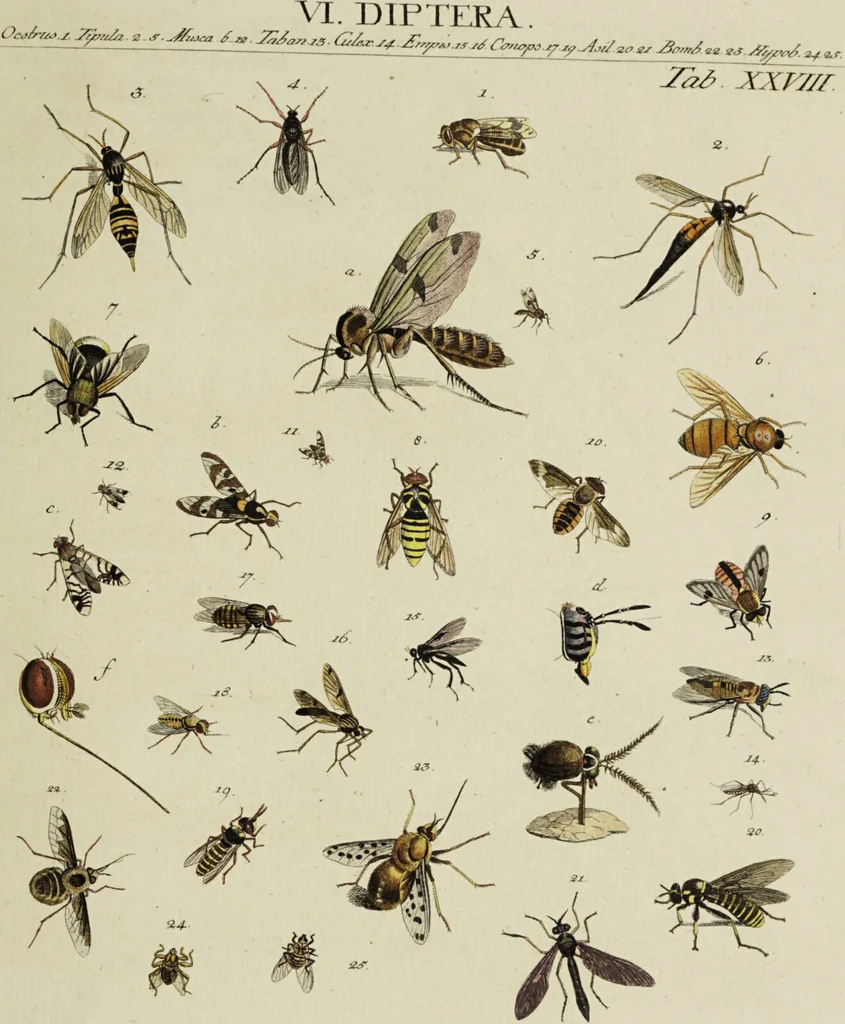 An illustration from Dr. Sulzers Abgekürtze Geschichte der Insecten. Nach dem Linaeischen System / [Johann Heinrich Sulzer]., 1776, leaf 421