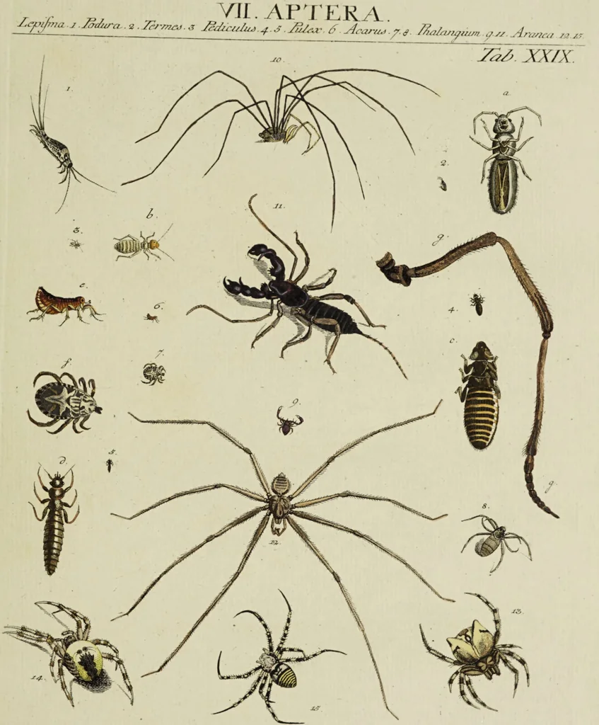 An illustration from Dr. Sulzers Abgekürtze Geschichte der Insecten. Nach dem Linaeischen System / [Johann Heinrich Sulzer]., 1776, leaf 425