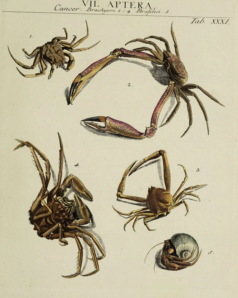 An illustration from Dr. Sulzers Abgekürtze Geschichte der Insecten. Nach dem Linaeischen System / [Johann Heinrich Sulzer]., 1776, leaf 433