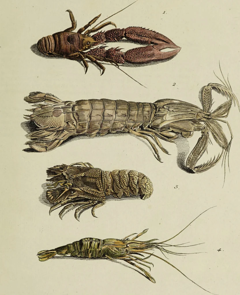 An illustration from Dr. Sulzers Abgekürtze Geschichte der Insecten. Nach dem Linaeischen System / [Johann Heinrich Sulzer]., 1776, leaf 437