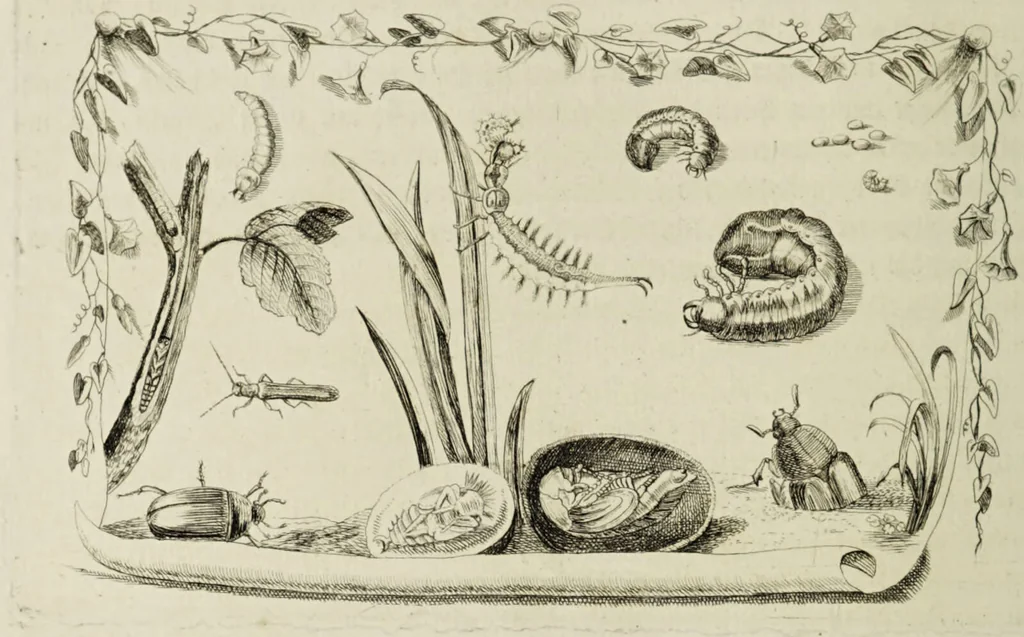 An illustration from Dr. Sulzers Abgekürtze Geschichte der Insecten. Nach dem Linaeischen System / [Johann Heinrich Sulzer]., 1776, leaf 46