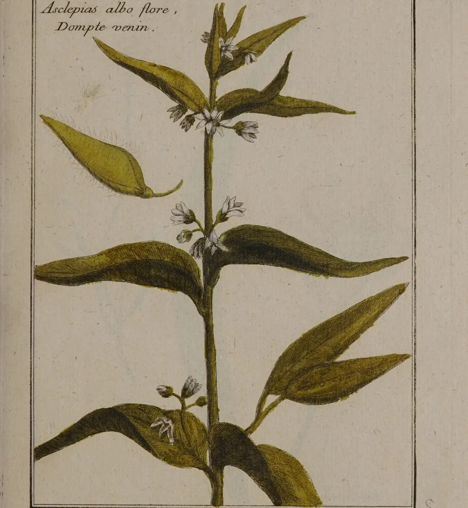 An illustration from [A collection of 212 coloured botanical plates], 1776, leaf 137