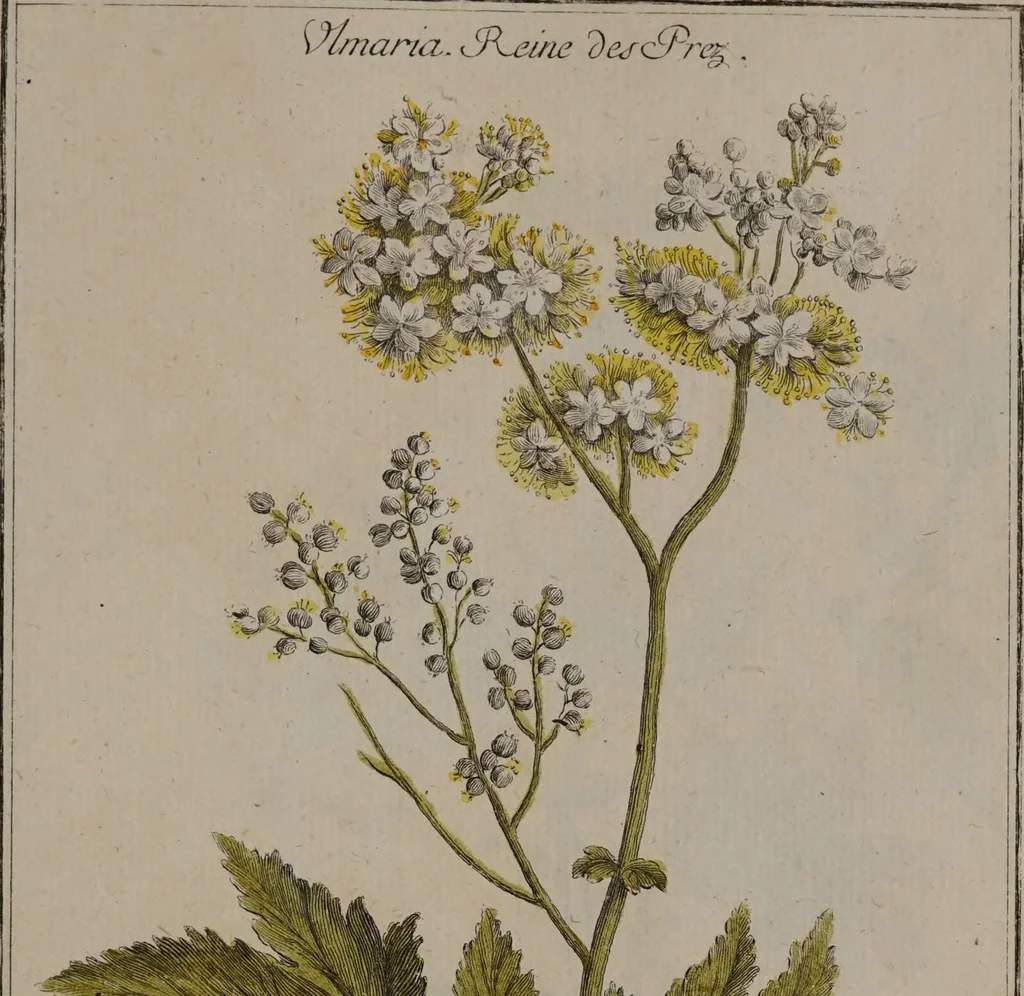 An illustration from [A collection of 212 coloured botanical plates], 1776, leaf 343