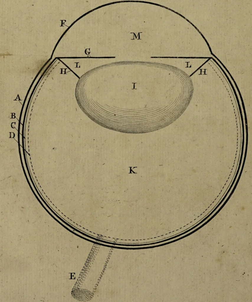 An illustration from Compendium anatomicum ea omnia complectens quae ad cognitam humani corporis oeconomiam spectant. Cui, quo clarius elucescat, quanti sit anatomia in medicinâ tam diagnosticâ & prognosticâ quam practicâ, adjiciuntur praelectiones artem obstetricariam actiones medicamentorum et proximas mortis causas anatomicis principiis exponentes. In usum Academiae Oxoniensis / constructum a F. Nicholls e Coll. Exon. M.D. Prael. Anat. Oxon. C.M.L.S. & F.R.S., 1733, leaf 78