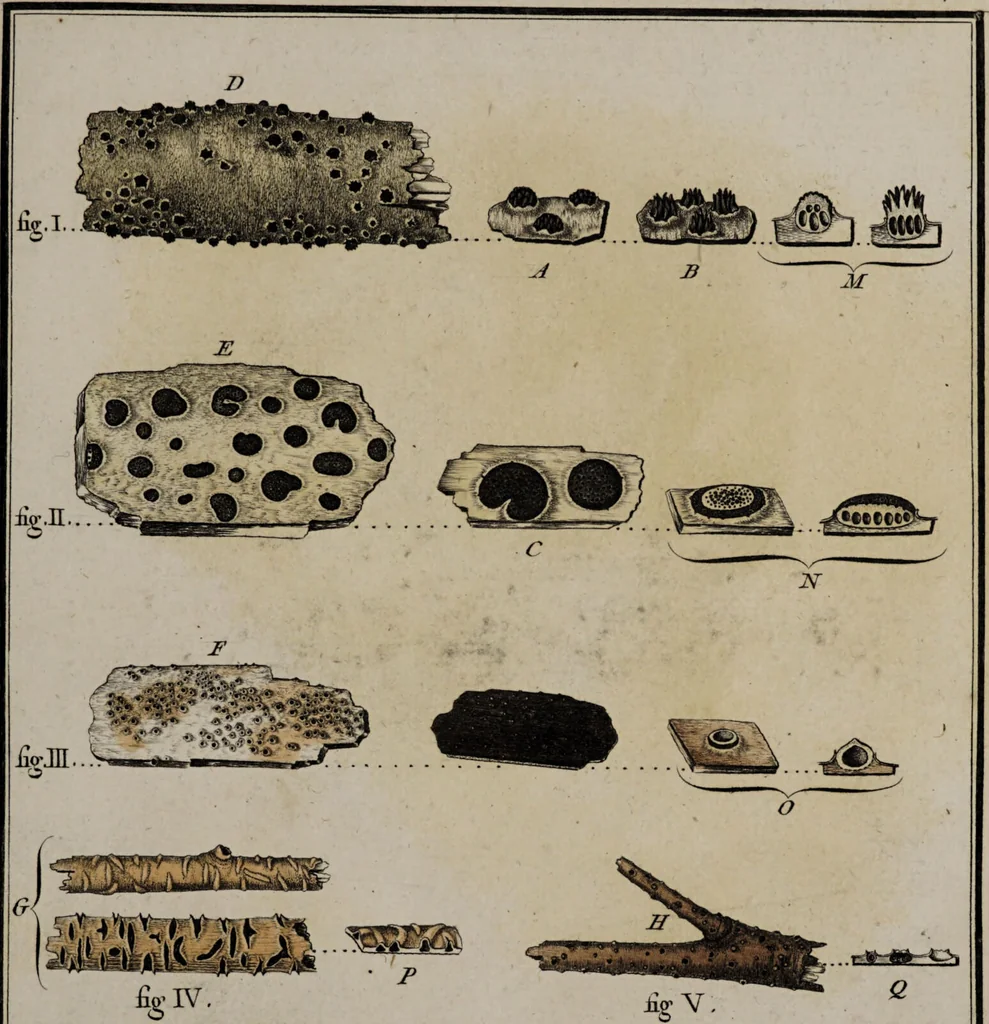 An illustration from [Herbier de la France, ou collection complette des plantes indigènes de ce royaume] / [Pierre Bulliard]., 1780, leaf 101
