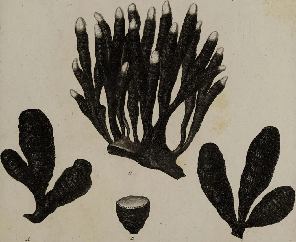 An illustration from [Herbier de la France, ou collection complette des plantes indigènes de ce royaume] / [Pierre Bulliard]., 1780, leaf 105