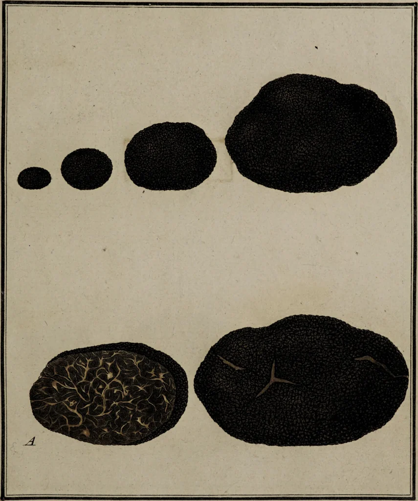 An illustration from [Herbier de la France, ou collection complette des plantes indigènes de ce royaume] / [Pierre Bulliard]., 1780, leaf 11