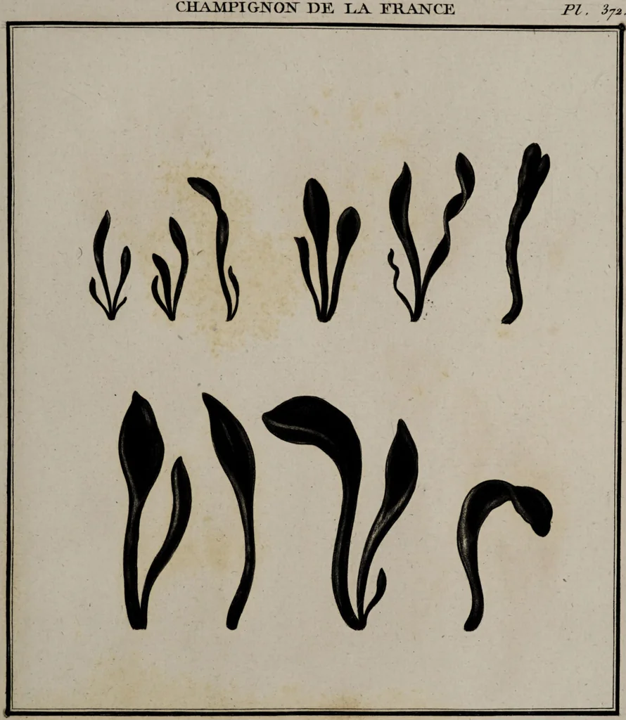 An illustration from [Herbier de la France, ou collection complette des plantes indigènes de ce royaume] / [Pierre Bulliard]., 1780, leaf 111