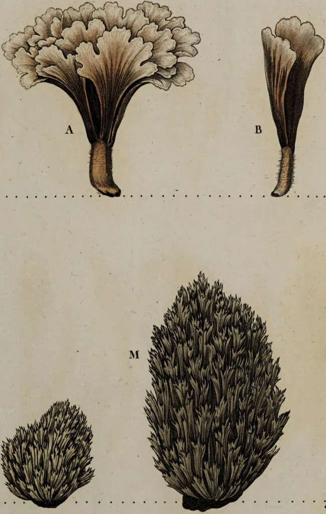 An illustration from [Herbier de la France, ou collection complette des plantes indigènes de ce royaume] / [Pierre Bulliard]., 1780, leaf 113