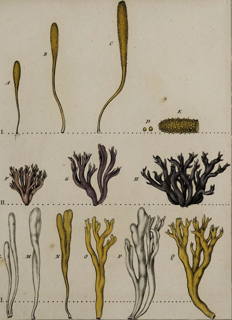 An illustration from [Herbier de la France, ou collection complette des plantes indigènes de ce royaume] / [Pierre Bulliard]., 1780, leaf 115