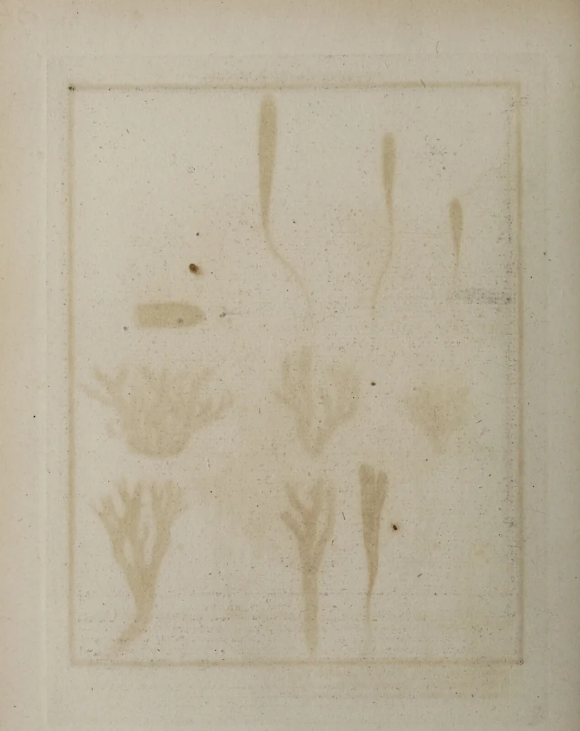 An illustration from [Herbier de la France, ou collection complette des plantes indigènes de ce royaume] / [Pierre Bulliard]., 1780, leaf 116